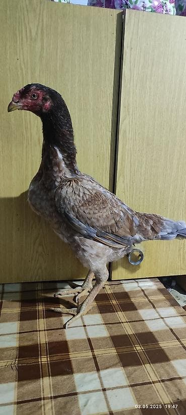 xaski satisi: Heyratı toyuğu satılır anası Türkiye'den gelme toyuqdu atası 6 dəfə — 2