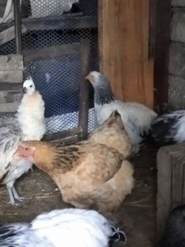 karella quslari: Toyuq, Brama, Damazlıq, Ödənişli çatdırılma — 7