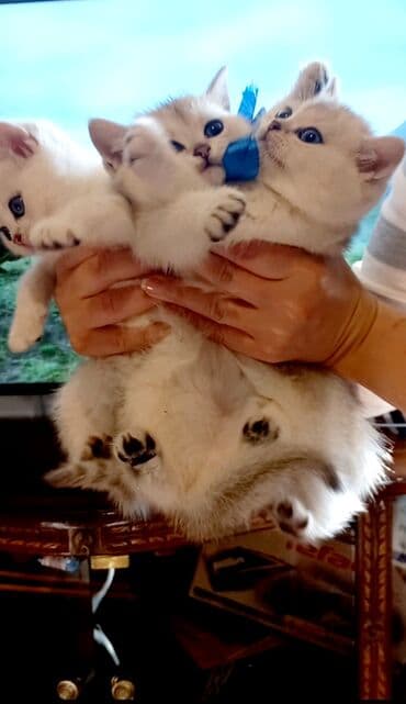 ev pisikleri satisi: Britan, Erkək, Dişi, Yaxşı əllərə, Ünvandan götürmə — 4