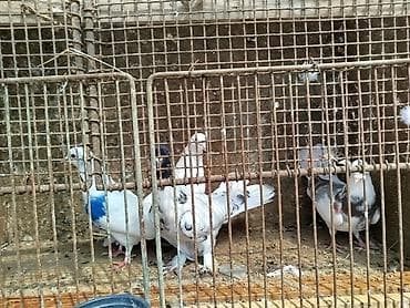 dekarativ goyercinler: Satlıq dekorativ göyərçinlər – müxtəlif rəng və naxışlarda - Ağ — 2