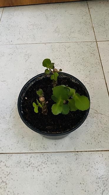 kalanxoye bitkisi: Kalanxoe (Kalanchoe blossfeldiana) – saksı bitkisi - Rəngli, çoxlu — 6