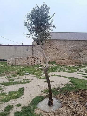 zeytun agaclari: Məhsul: Zeytun ağacları (2 ədəd) Təsvir: - Həyətyanı sahə, bağ və ya — 5