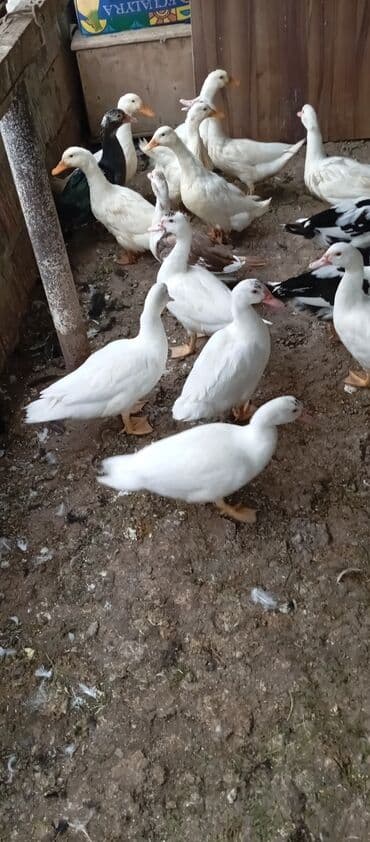 lal ördək balasi: Satılır kim istəsə zakaz edə bilər.Ünvan Biləsuvar — 7