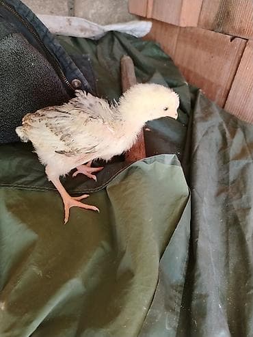 azərbaycan whatsapp qrupları: 1aylıq kənt cucələri cıxdı satışa xacmazdadı reyal adam zakaz verə — 8