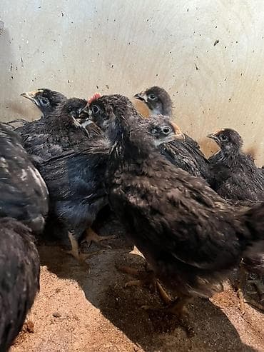 cucə balası: Toyuq cücələri, Damazlıq, Ünvandan götürmə — 1