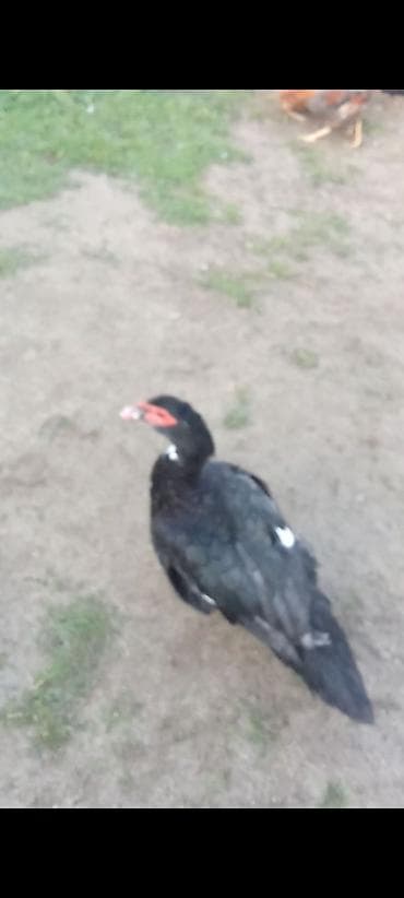 lal ordek haqqinda: Erkək, | Lal ördək, Ətlik — 2