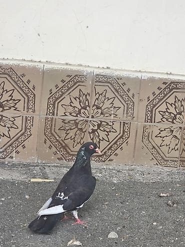 goyərclər: Qırmizi goz gitmizi dimdik ag per maya olmalidi tam saglamdi — 2