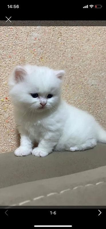 pişik pers: Şotland — 3