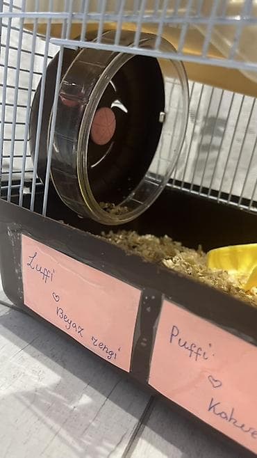 3 aylıq Hamster üçün tam dəst qəfəs və aksesuarlar Məhsulun tərkibi — 2