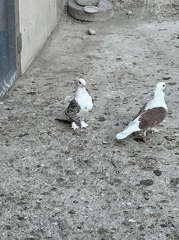 şirin pişik sekilleri: Hazir cut bala veren hunkariler satilir ciddi alicilar yazsin — 2