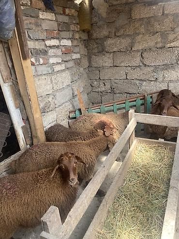 lalafo quzu: Qoyun balaları – yerli cins, qəhvəyi-yumşaq yunlu - Növ: qoyun (quzu) — 5