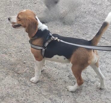 it az: Bigl, 6 ay, Dişi — 1