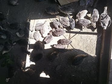 iri buynuzlu heyvan satisi: Dişi, Kanada, Ətlik, Ödənişli çatdırılma — 7