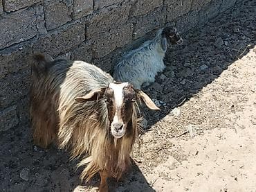 Cütlük erkək və dişi keçi - Növ: yerli/Angora tipli uzun tüklü lalafo.az -da Cütlük erkək və dişi keçi - Növ: yerli/Angora tipli uzun tüklü