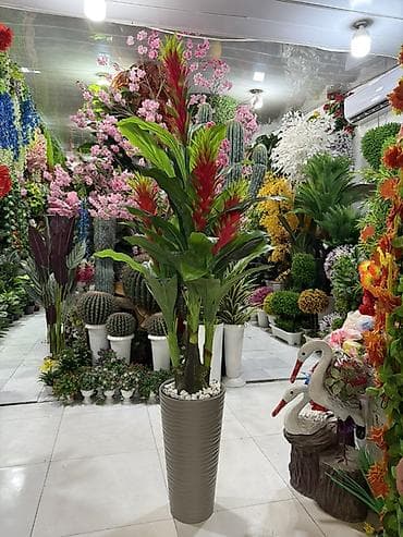 gullərin satışı: 🌿 PALMA – dekorativ bitkilər Evinizə, ofisinizə və digər məkanlara — 2