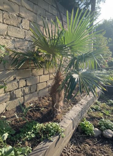 vələs ağacı: Palmalar satişda 2 eded. Uzunlugu 1,5 metre. Baki şeherinde — 1