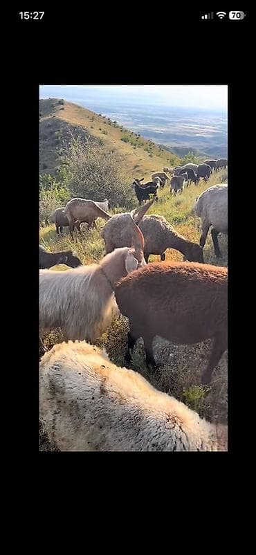Məhsul: Qoyun-keçi sürüsü (qarışıq) Təsvir: - Dağlıq-otlaq şəraitində at lalafo.az Məhsul: Qoyun-keçi sürüsü (qarışıq) Təsvir: - Dağlıq-otlaq şəraitində