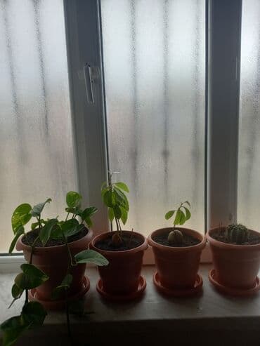 atatürk gülü qiymeti: İç məkan üçün canlı dekorativ güllər və sukulentlər - Amaryllis — 10