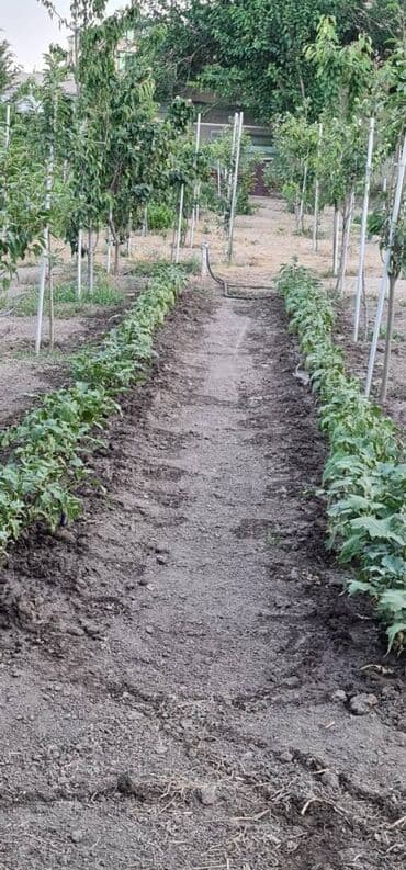 hazır ev çertyojları: 6 otaqlı, 350 kv. m, Yeni təmirli — 3