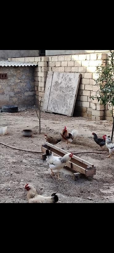 qus yuvasi: Hər ölçüdə toyuqlar xoruzlar 3 kloya qədər toyuqlar var çəkilərine — 2