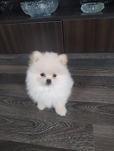 mini spitz: Şpitz, 2 ay, Dişi, Peyvəndli — 1