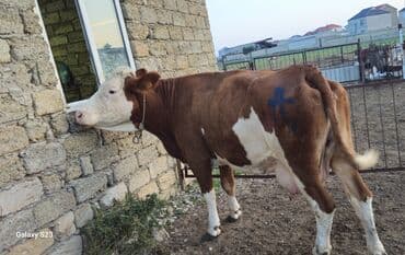 simental inekleri: Saf qan Smental avustralya. texmini cekisi 850kq — 4