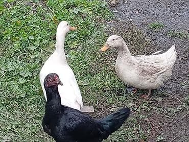 it yemi satisi: Muscovy ördəkləri – 2 baş - Cins: Muscovy (hind ördəyi) - Rənglər — 5