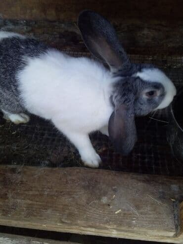 электрическая машинка для стрижки овец: Dovwanlar.5 manatdan bawlayir.unvan sumqayit — 2