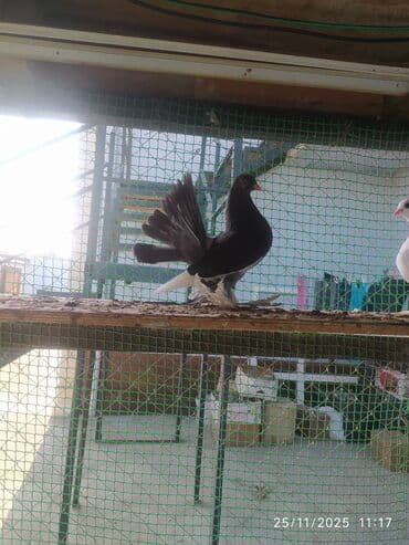 en cox yumurta veren toyuqlar: Tam sağlam quşlardır — 12