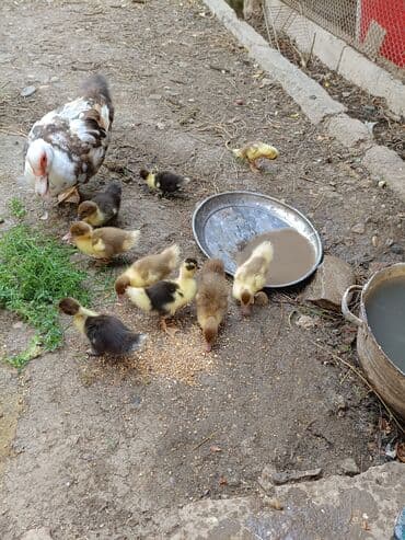 ördək balası və cücə: Təmiz sort Lal ördek balaları 27 günlukdü,12,dənəı - Növ: Muskovy — 1