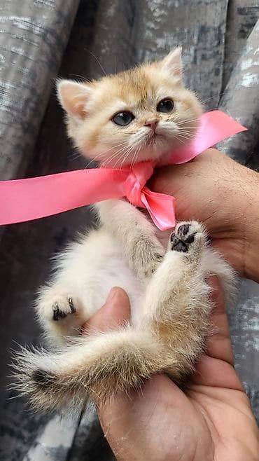 Digər heyvanlar: Britan, Erkək, Dişi, Yaxşı əllərə, Ünvandan götürmə, Pulsuz çatdırılma, Ödənişli çatdırılma — 3