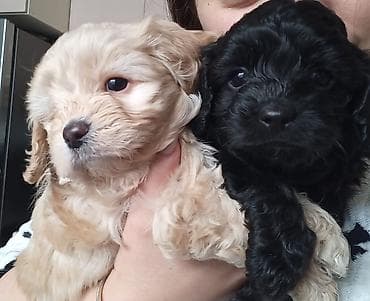 balaca tuklu itler: Pudel, Peyvəndli — 4