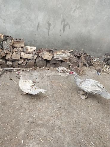 сухие корма для собак: 1 cut lavanda xoruzu cox yekedi fere xoruzdanr hele yumrtamayb — 4