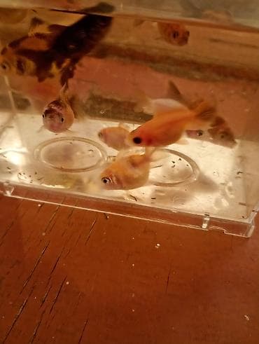 akvarium bitkisi: Qızıl balıq, Sülhsevər — 4