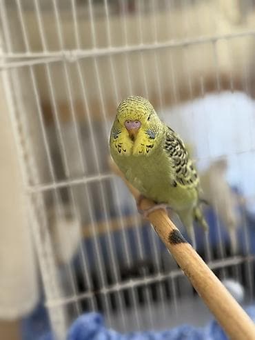 Akvariumlar: Temiz qan bala çex quşlardır ve ele oyresdırmek üçün ela vaxtdır ırı — 4