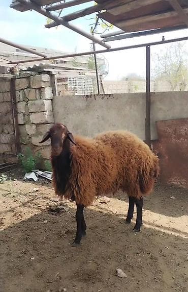 Erkək, il: 1, Damazlıq