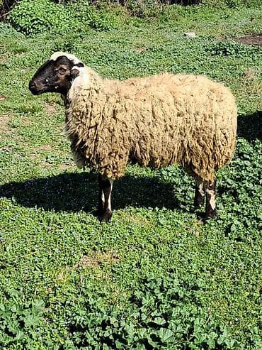Qoyun – yerli xırdabuynuzlu heyvan - Cins/type: qarışıq yerli qoyun