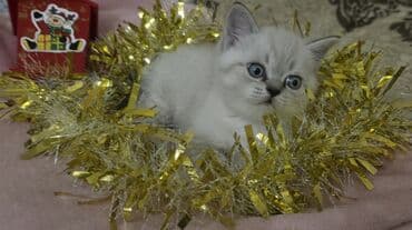 heyvan pişik: Şotland yastı qulaq, Ünvandan götürmə — 2