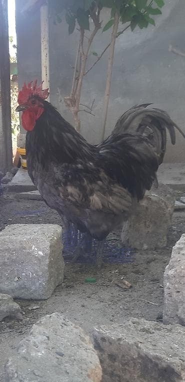 Boz-qara rəng çalarlarında, iri bədənli xoruz. - Güclü, hündür