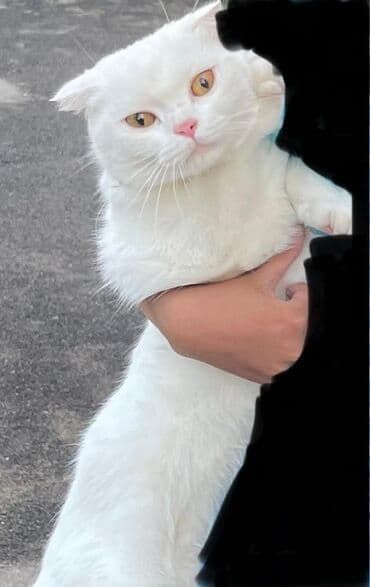 sarı pişik: Şotland yastı qulaq, Dişi — 1