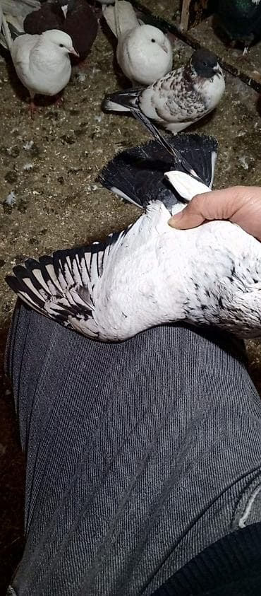 col quşu: Təmiz qan almankadır tam sağlamdır — 3