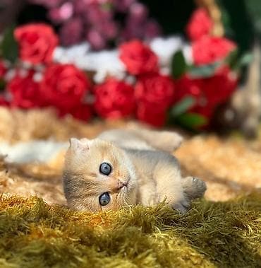 Şotland yastı qulaq