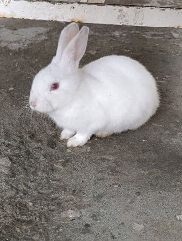 Asia: Ağ rəngli ev dovşanı - Xüsusiyyətlər: tamamilə ağ tüklü, qırmızımtıl — 1