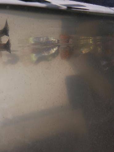 Balıqlar: Quppi, Sülhsevər — 2