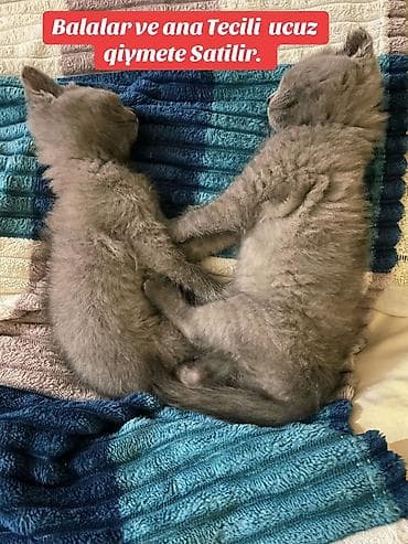 britan pişiyi: Britan — 5