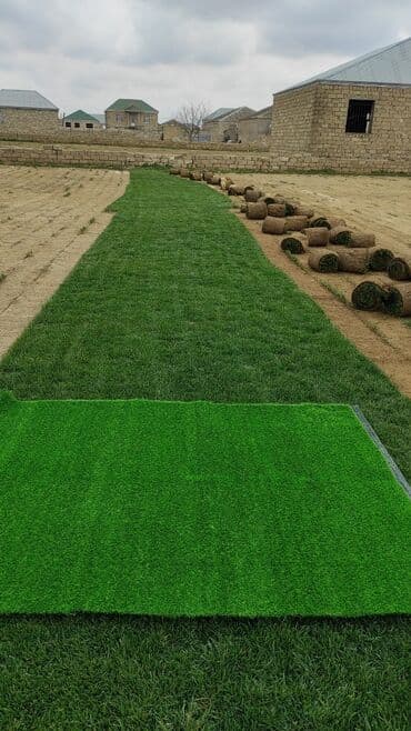 toxum gulleri: Təbii və süni qazon satisi — 1