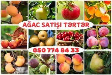 Meyvə ağacları satışı – Tərtər Müxtəlif meyvə növlərinin calaq