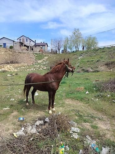mal inək: Erkək, Qarabag, il: 5, Ünvandan götürmə — 5