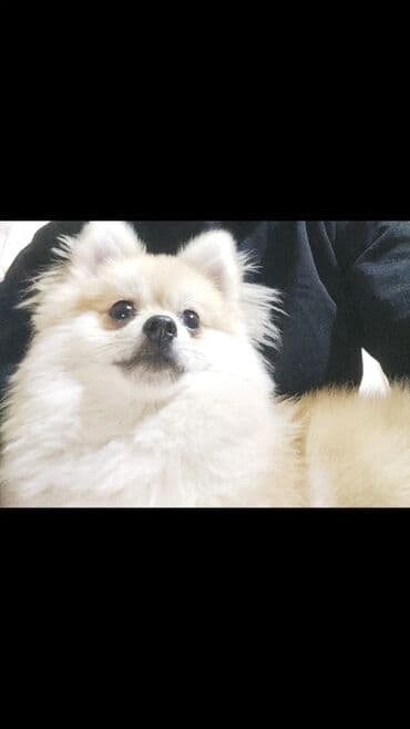 купить хаски щенка: Шпиц, 8 месяцев, Самец, С прививками — 2