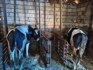 heyvan bazarı tap az: Erkey danalar — 1